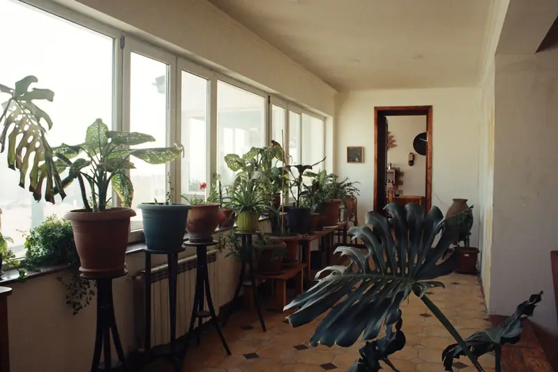 Sunny room with plants
